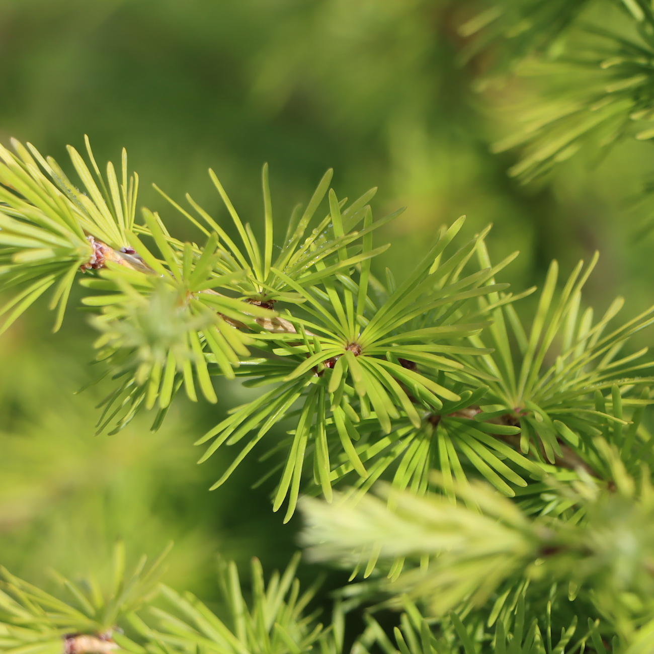 Larix decidua