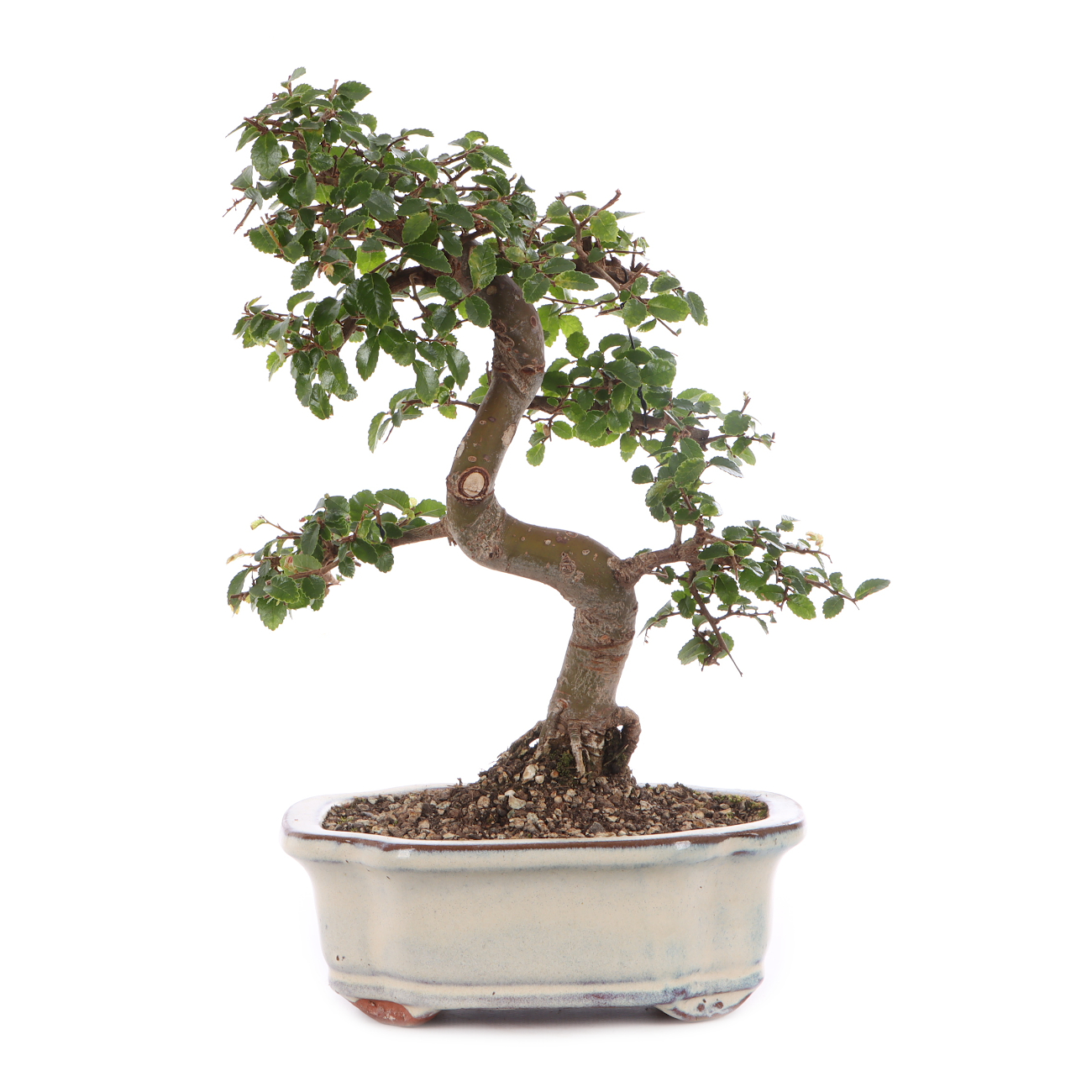 Ulmus parvifolia