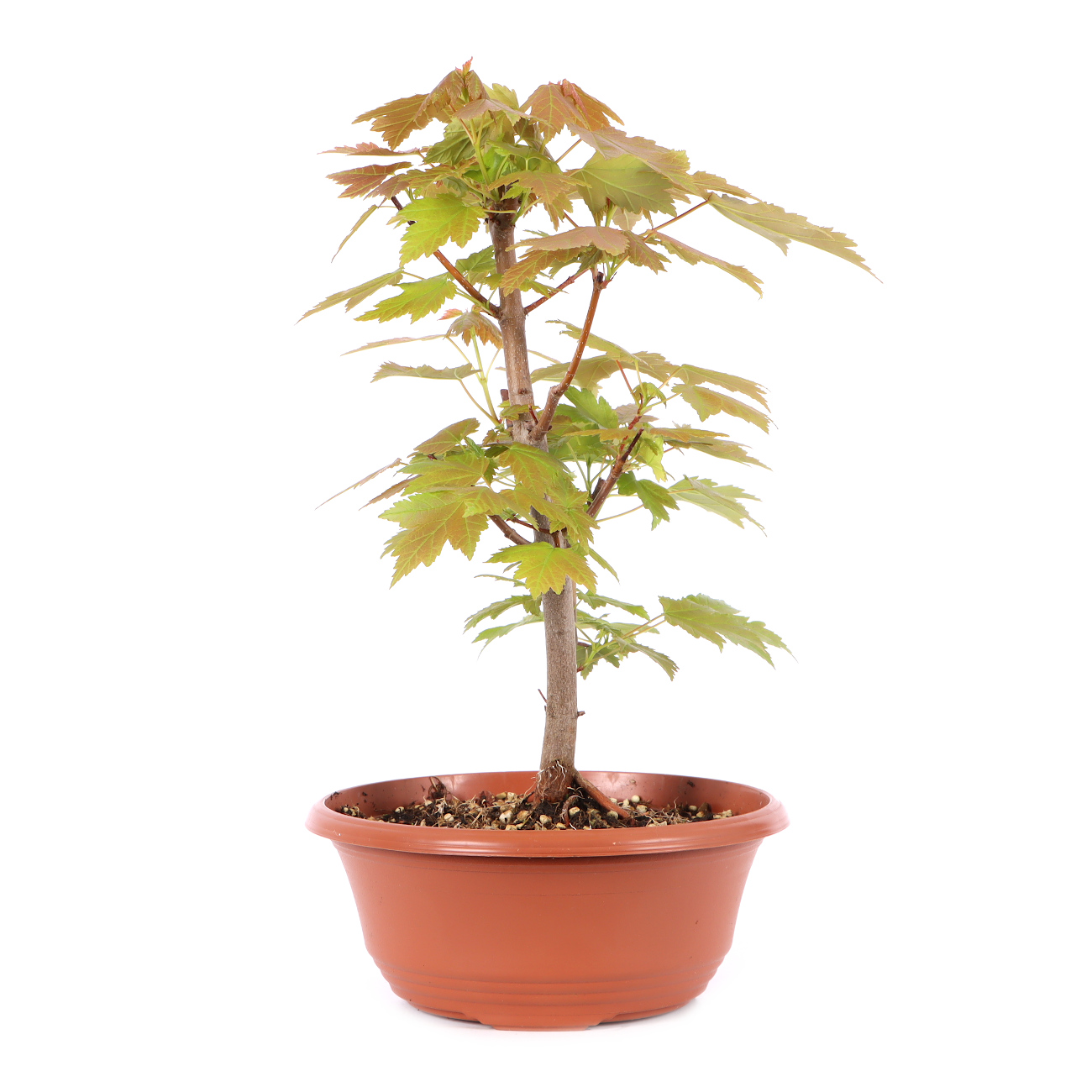 Acer rubrum 'October Glory'