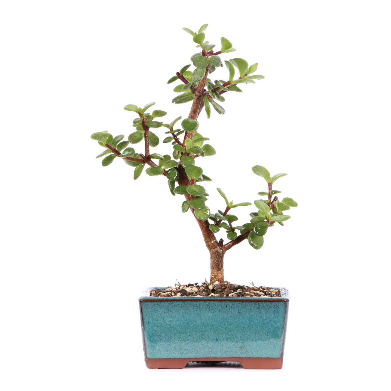 Portulacaria afra