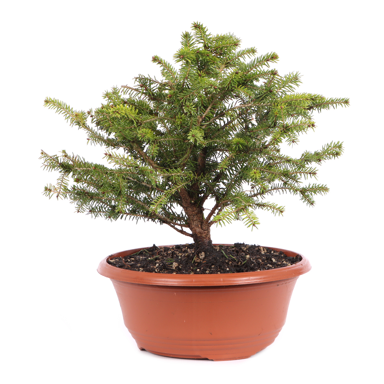 Picea abies 'Nidiformis'