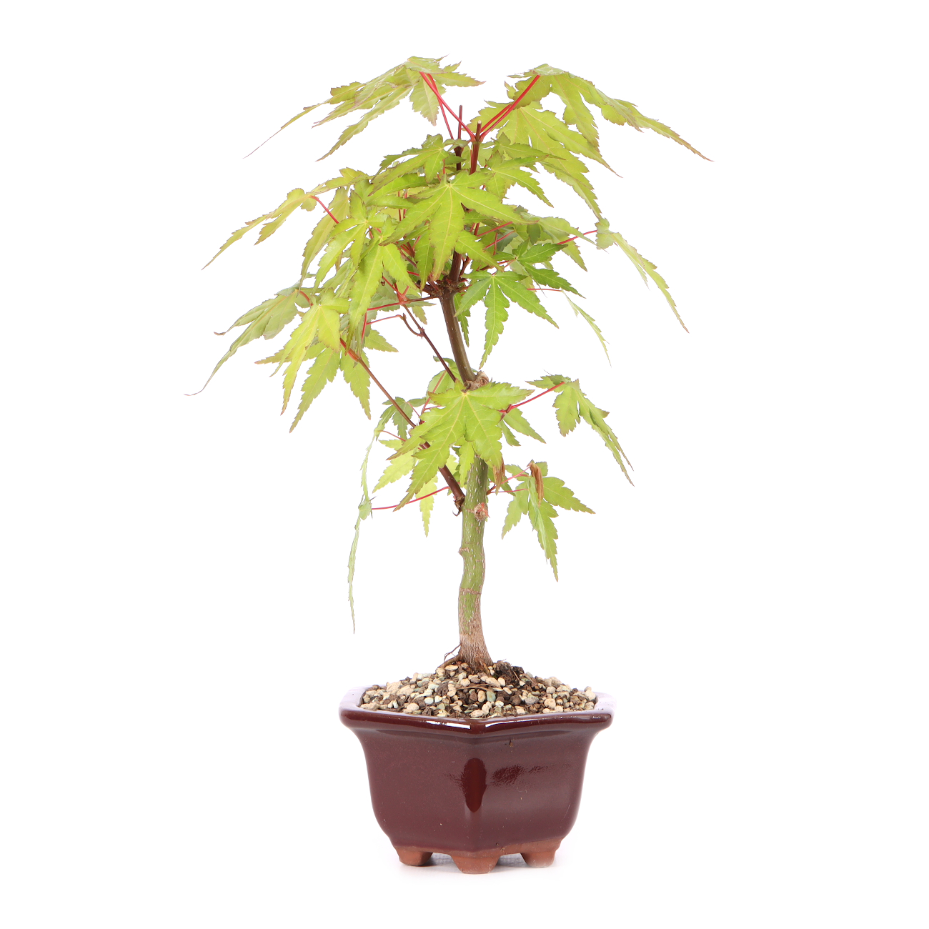 Acer palmatum
