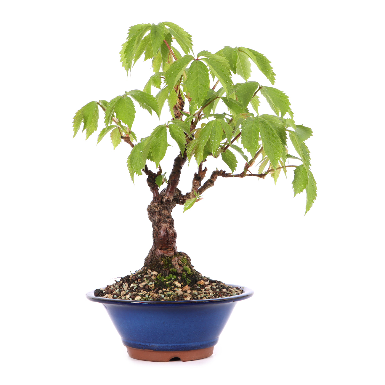 Parthenocissus quinquefolia