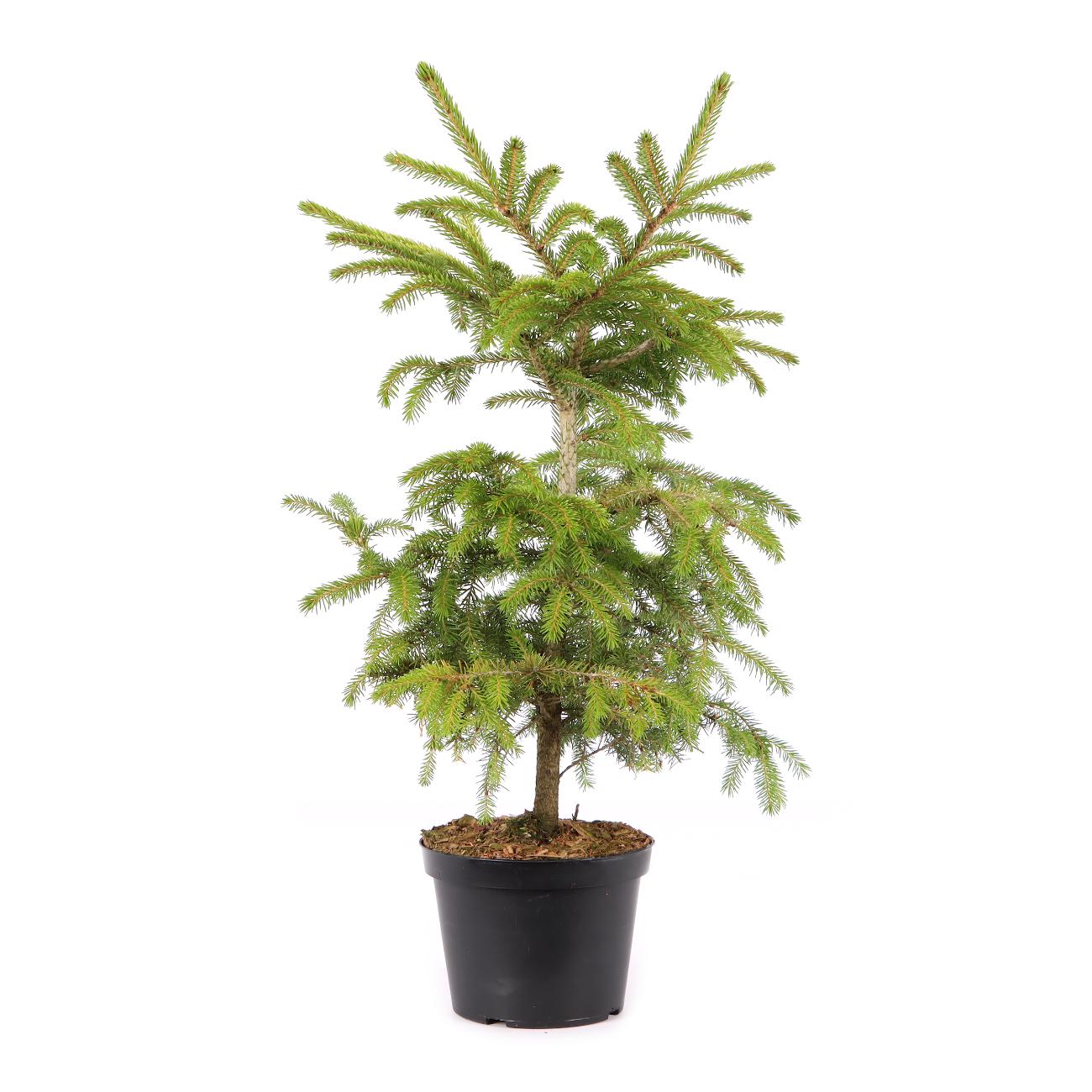 Picea orientalis