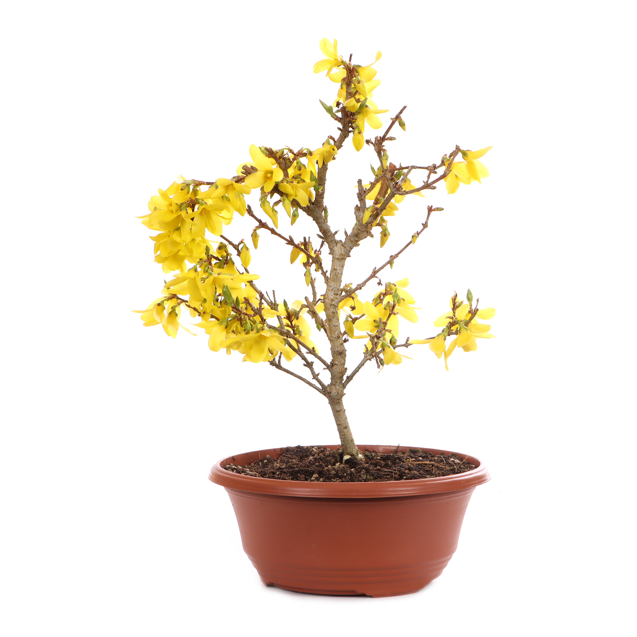 Forsythia x intermedia 'Minigold'