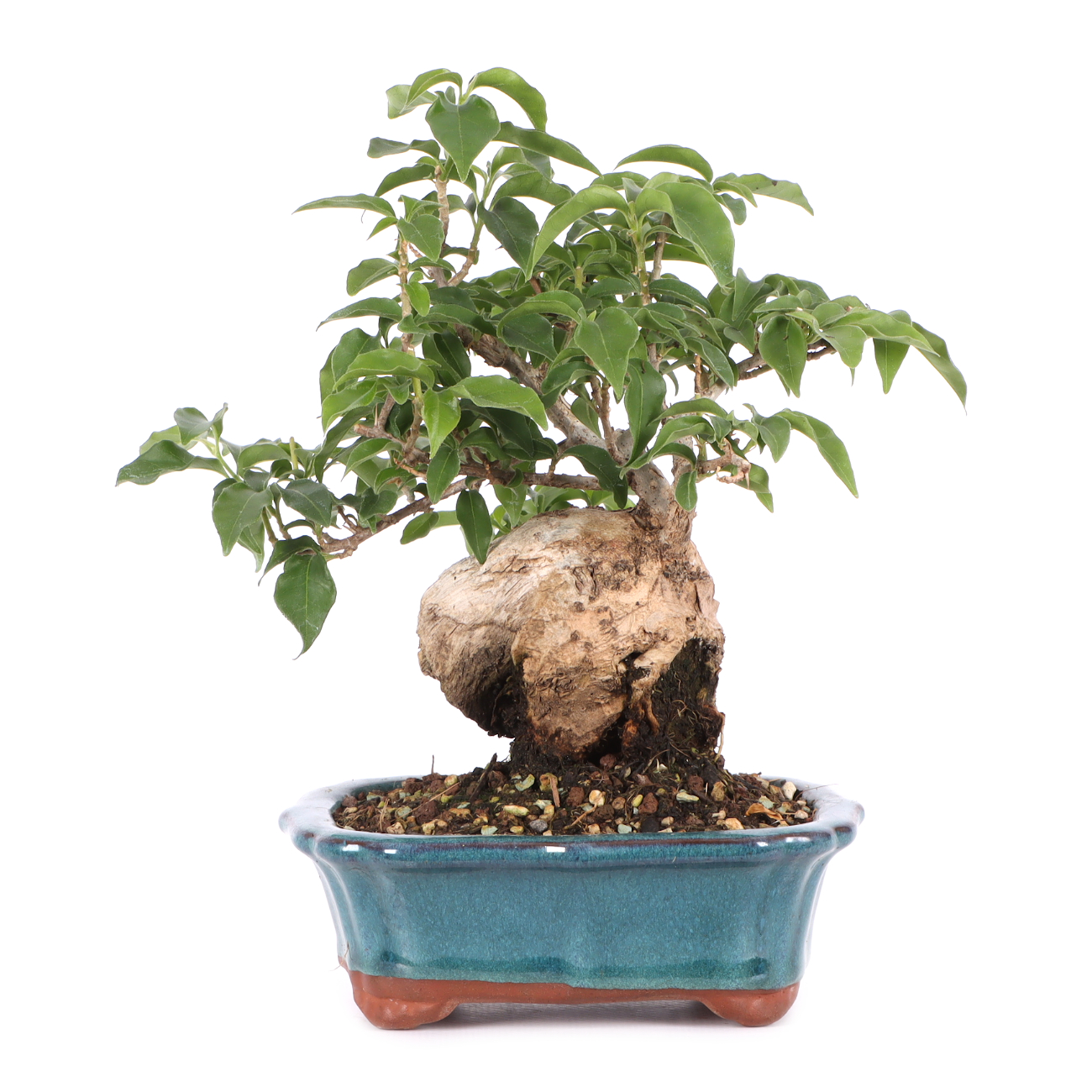 Bougainvillea glabra