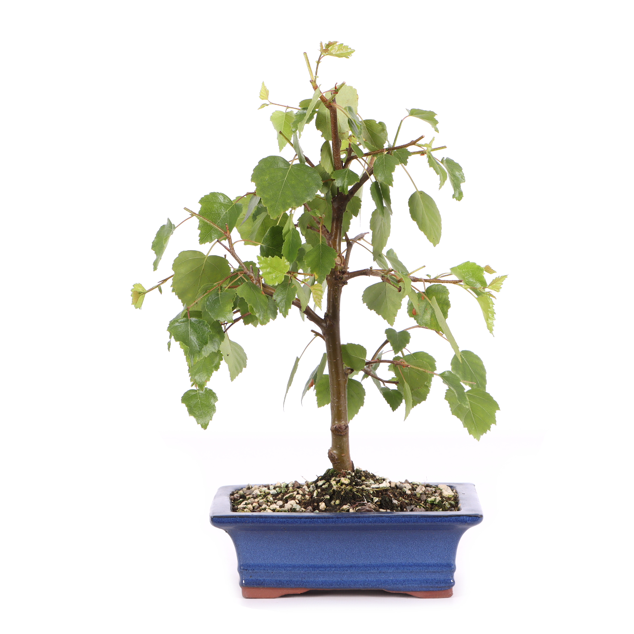Betula pendula 'Youngii'