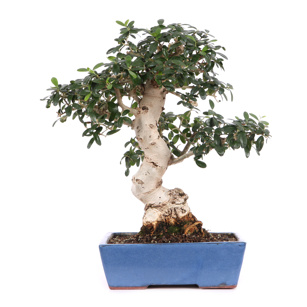 Olea europaea subsp. sylvestris