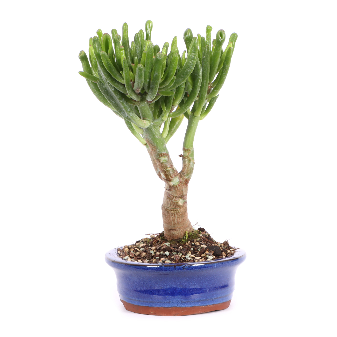 Seitenansicht rechts