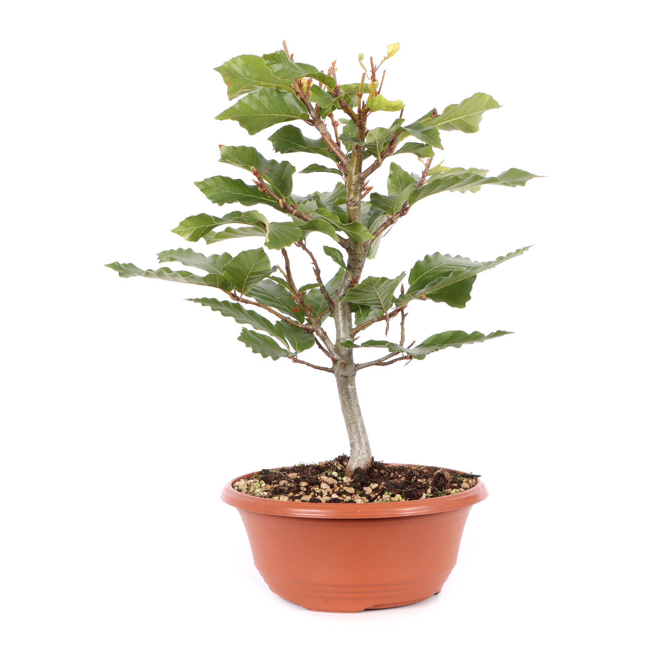 Fagus sylvatica