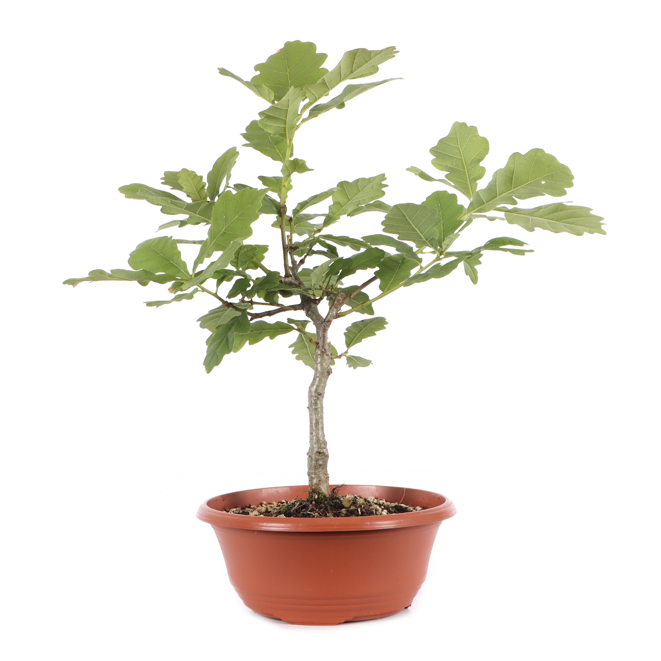 Quercus robur