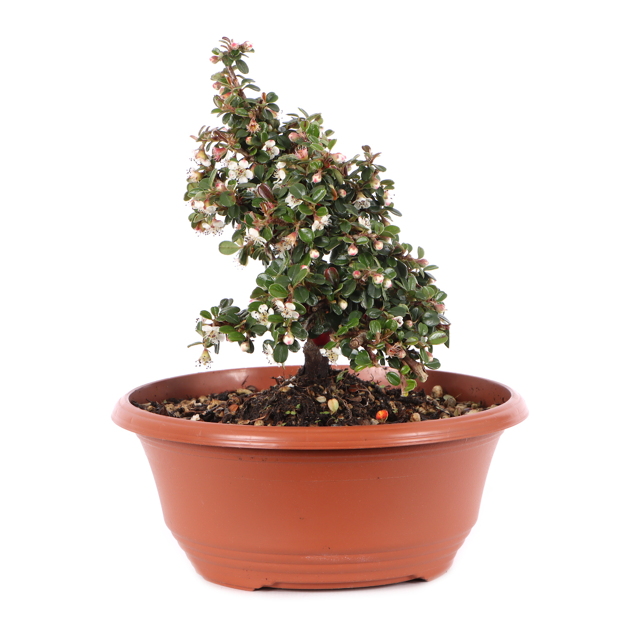 Cotoneaster microphyllus 'Cochleatus'