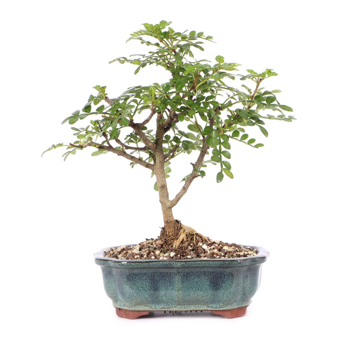 Zanthoxylum spec.