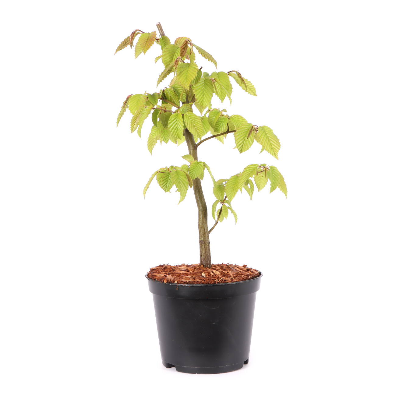 Carpinus betulus