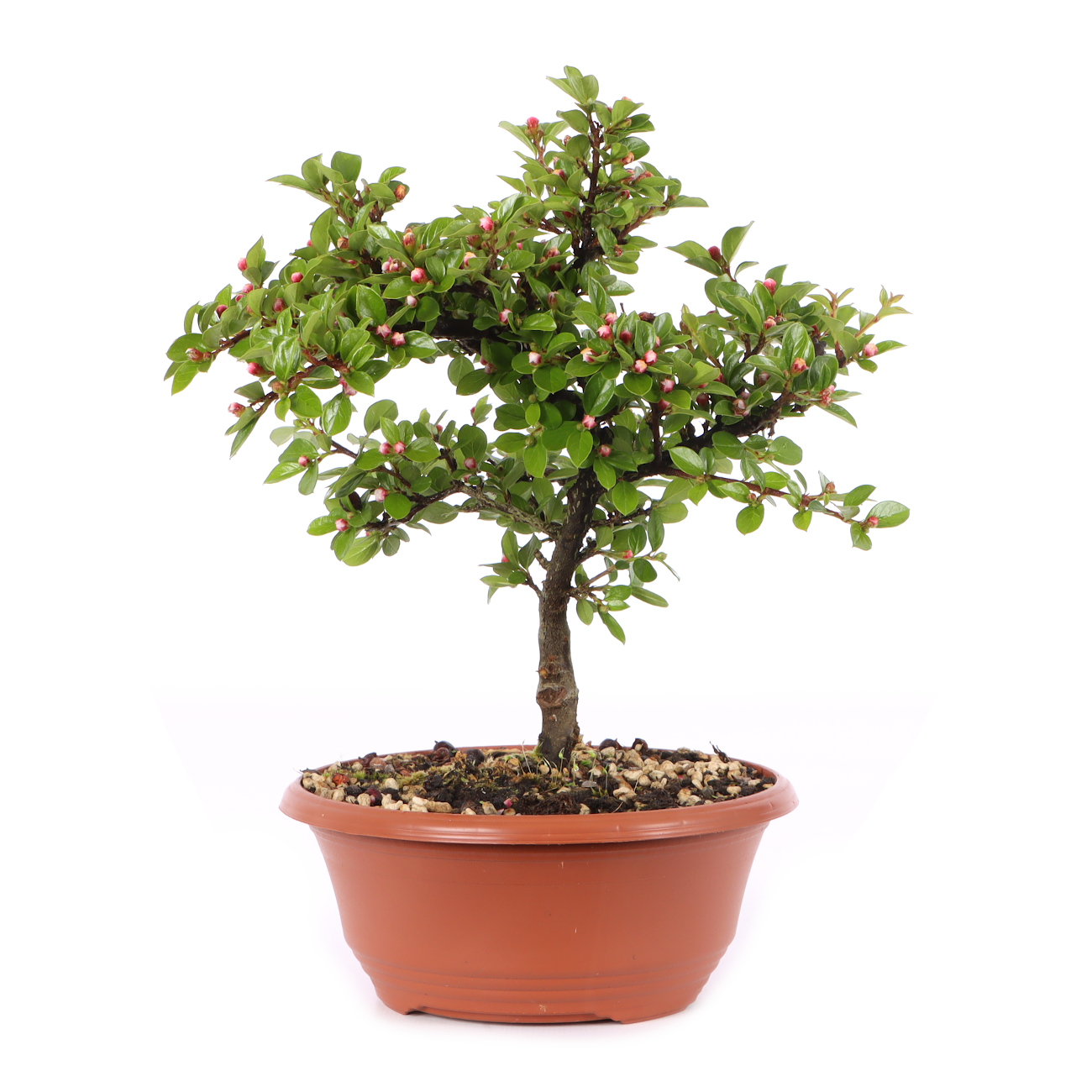 Cotoneaster praecox