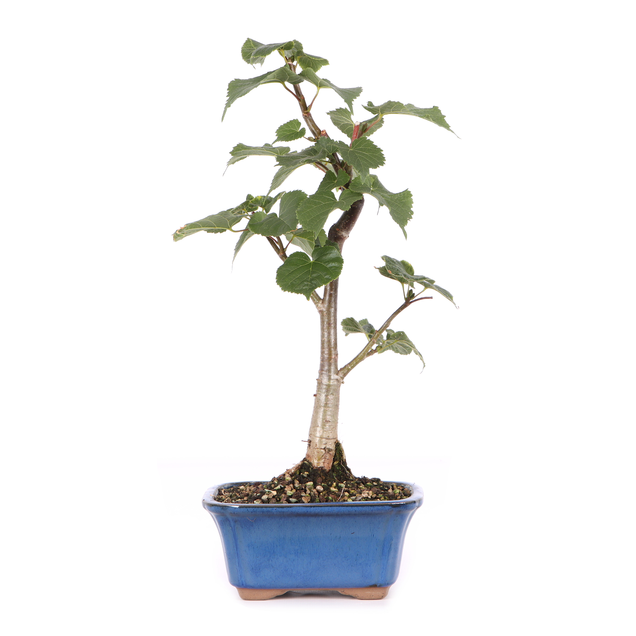 Tilia cordata Kopie