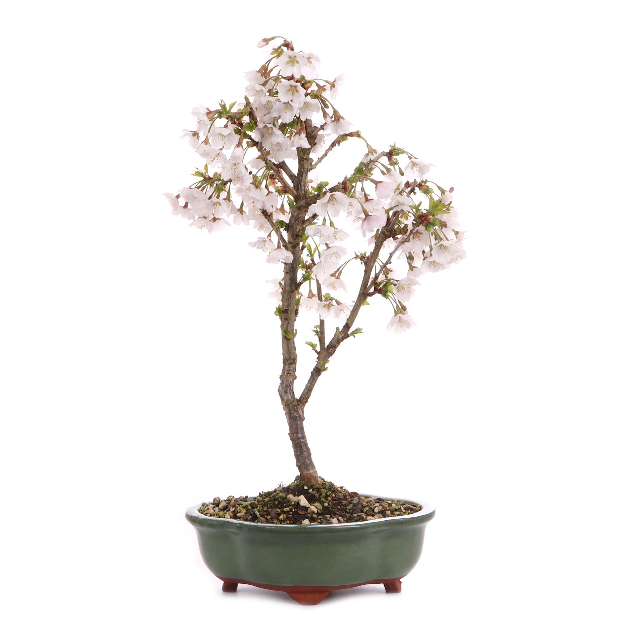 Prunus incisa 'Kojou-no-mai'