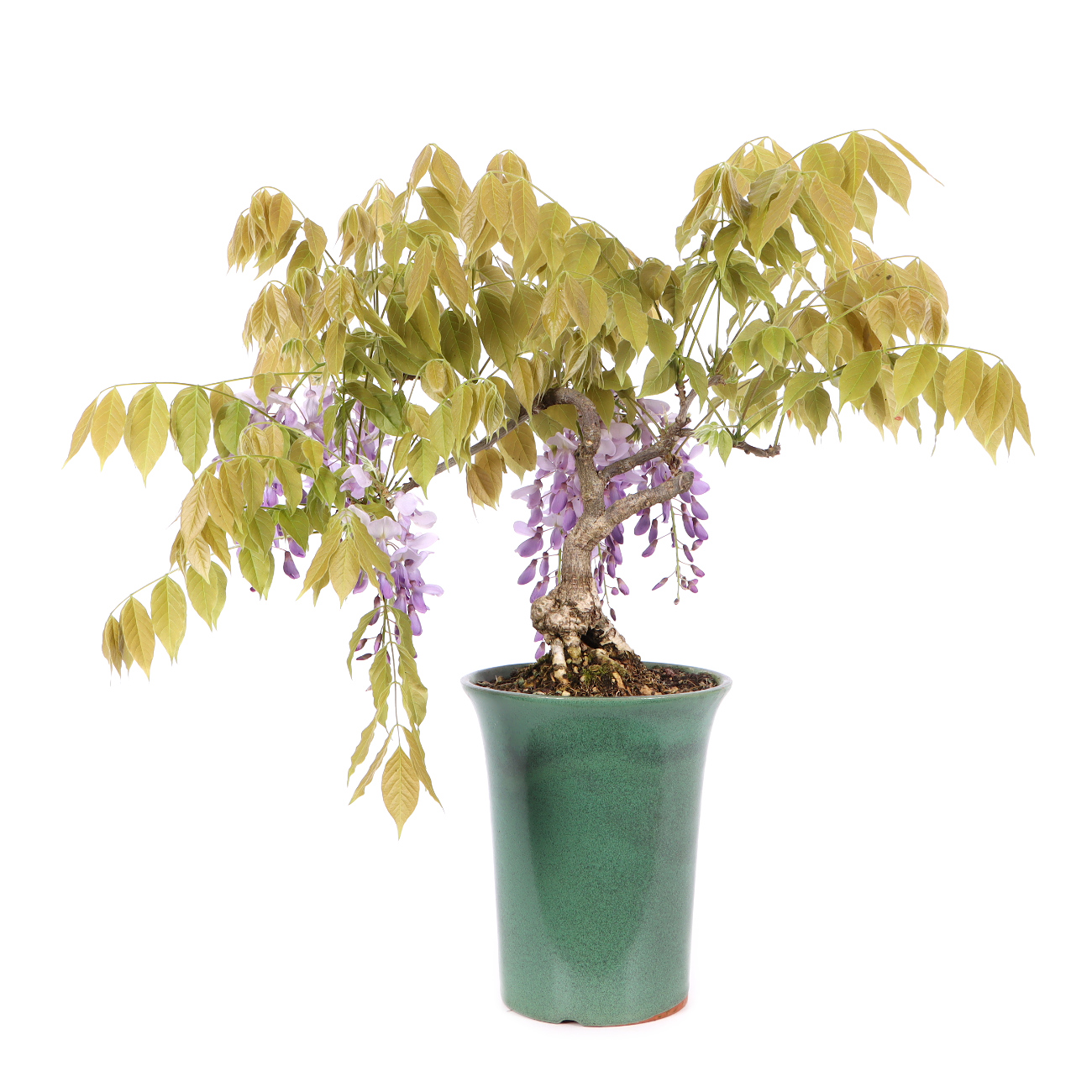 Wisteria sinensis 'Prolific'