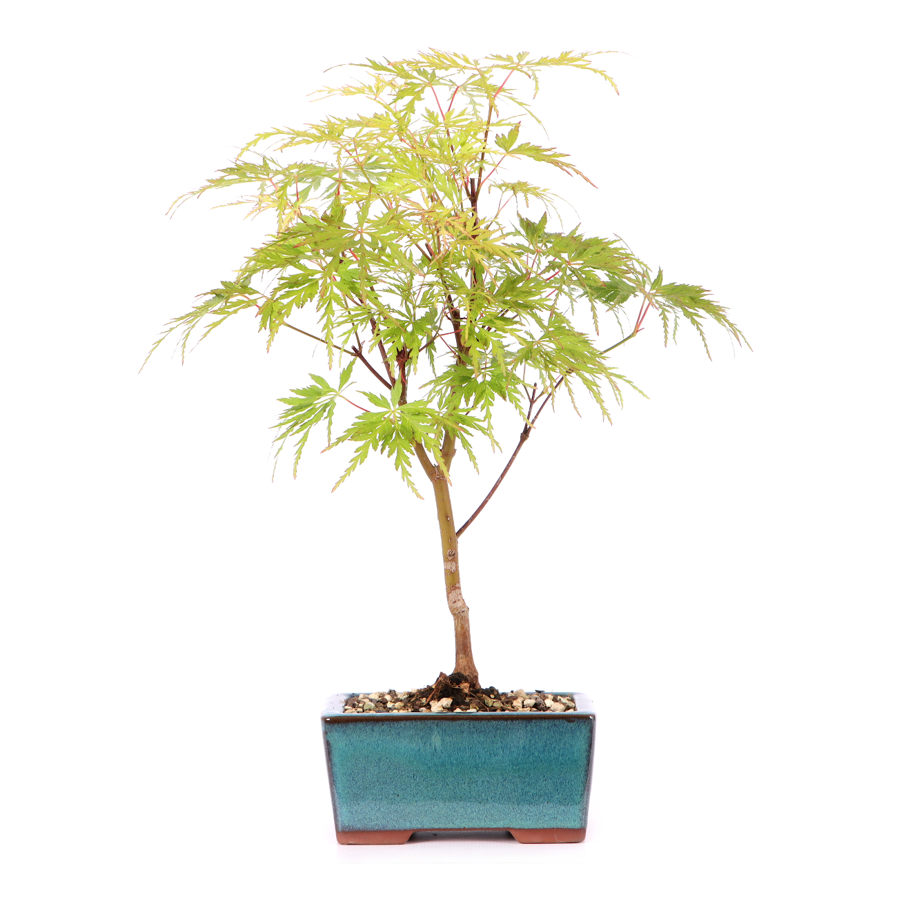 Acer palmatum 'Seiryu'
