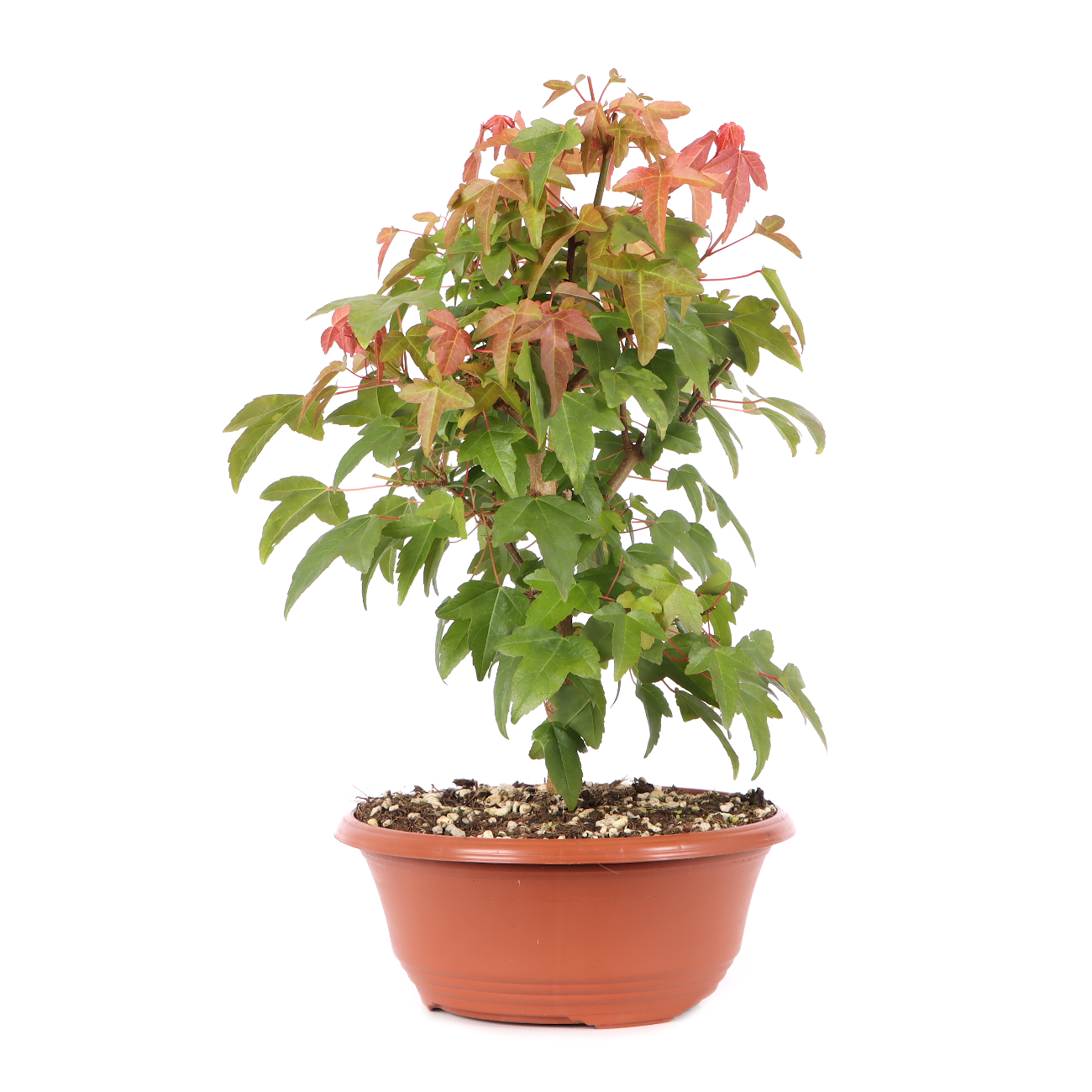 Acer buergerianum