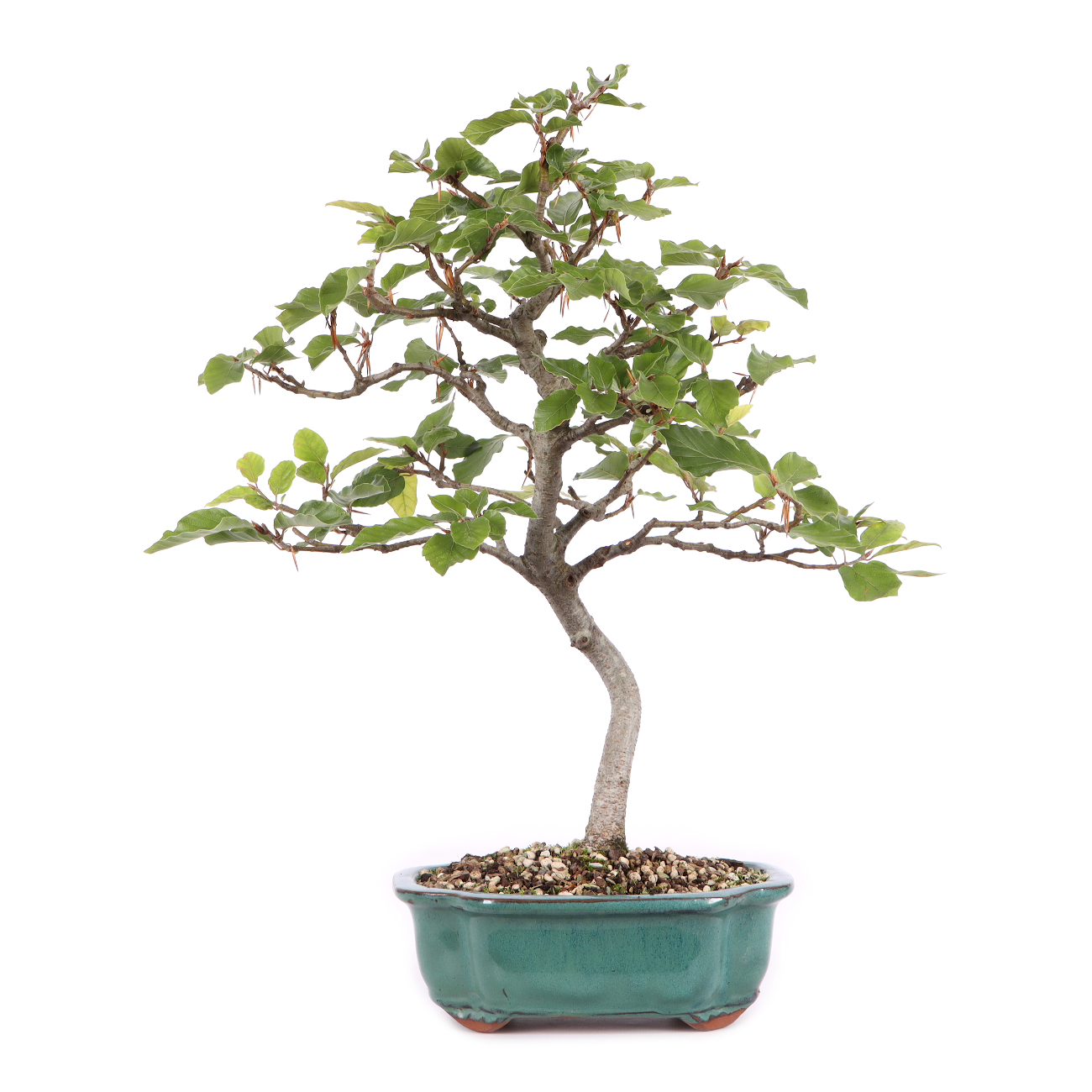 Fagus sylvatica