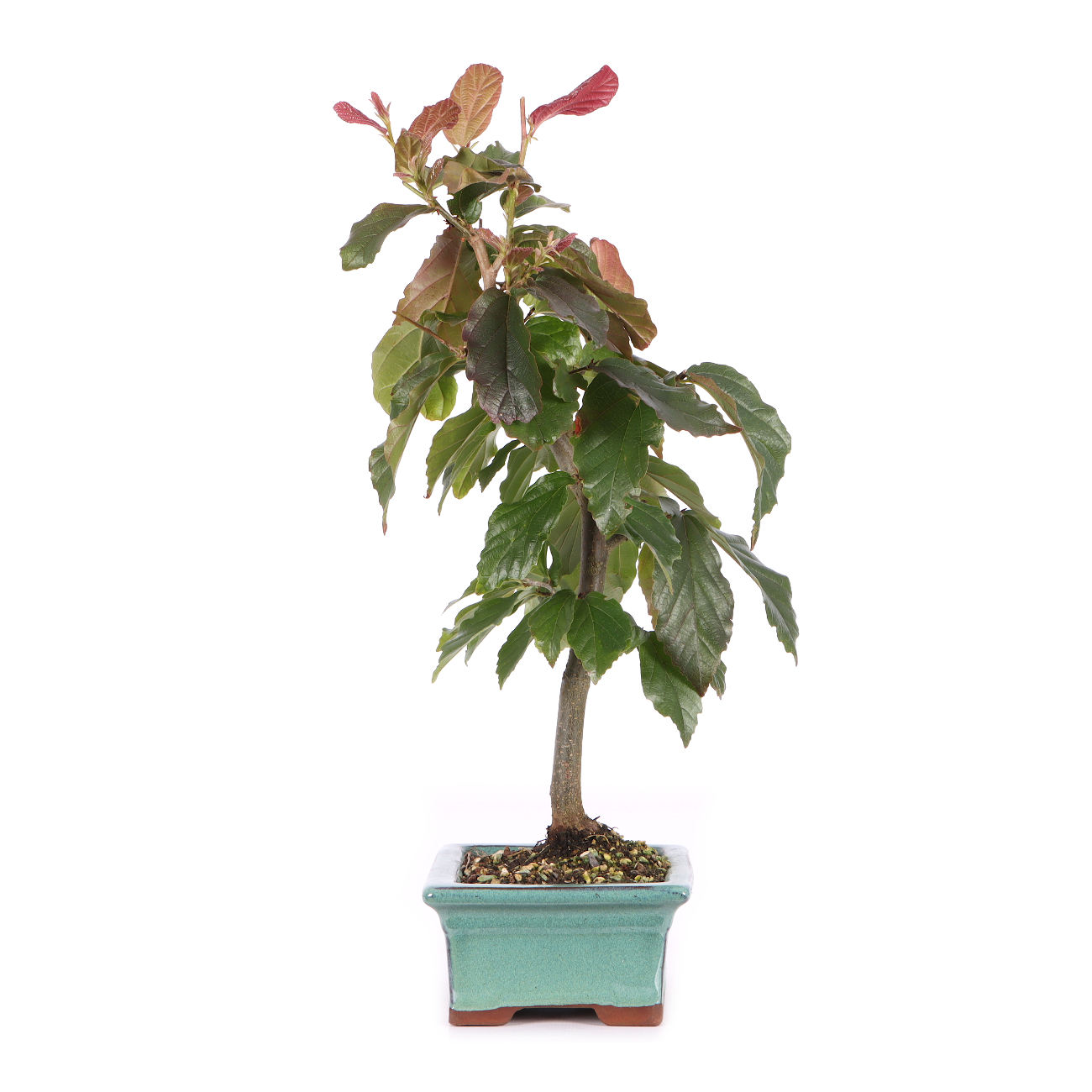 Parrotia persica 'Bella'