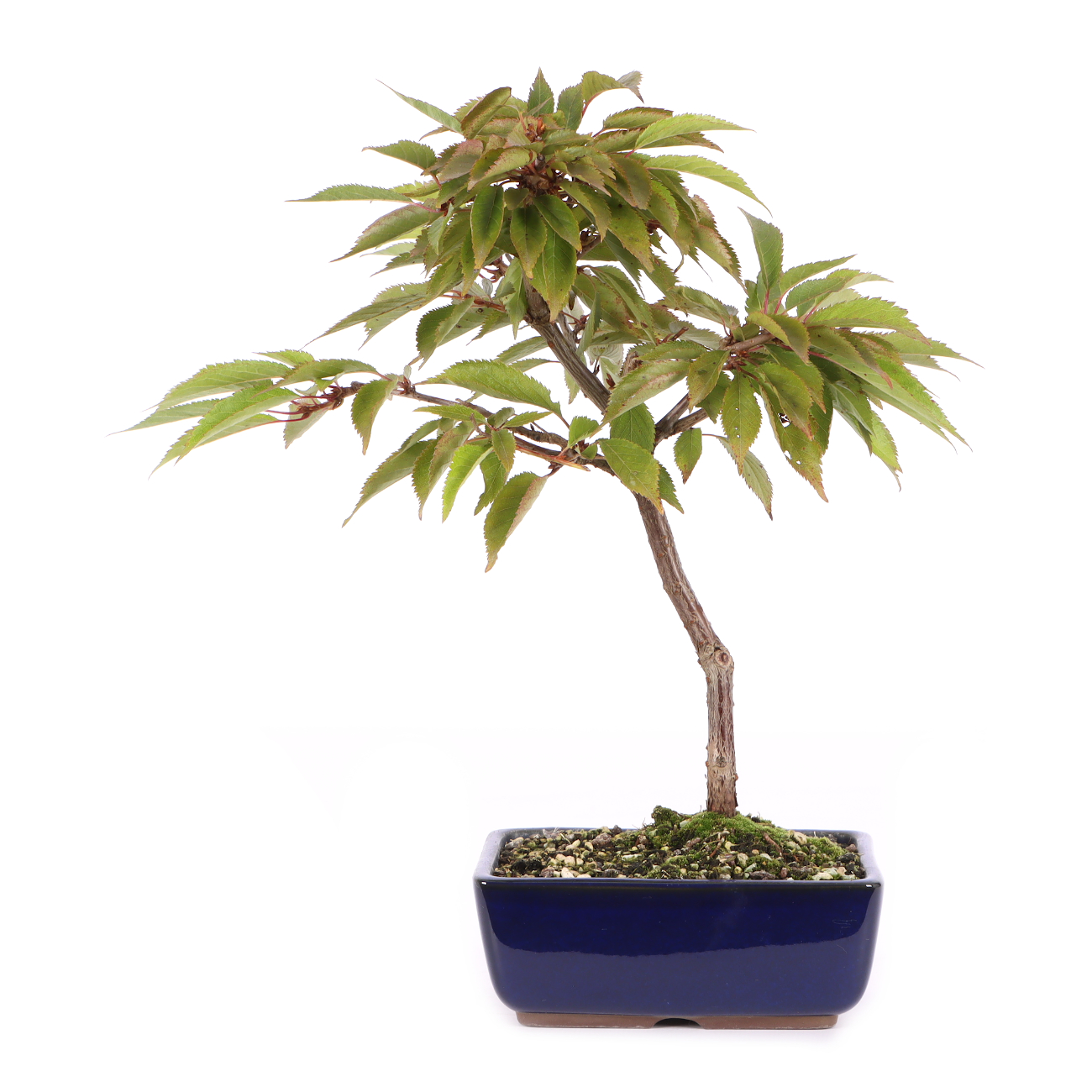 Prunus incisa 'Paean'