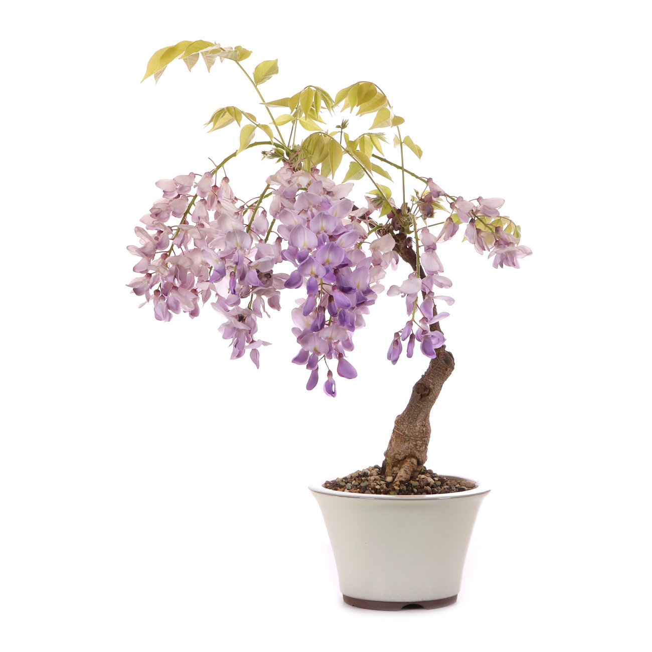 Wisteria sinensis 'Prolific'