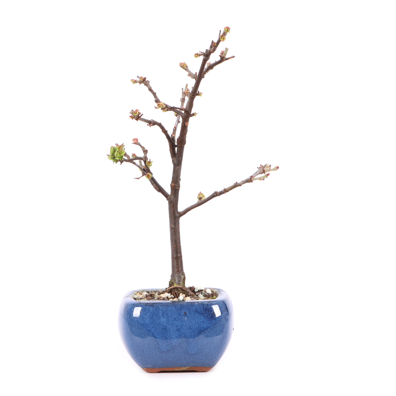 Pseudocydonia sinensis