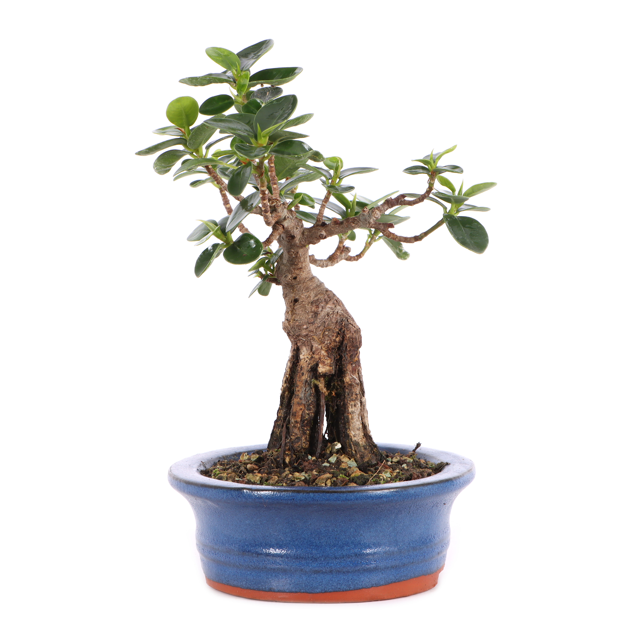 Ficus microcarpa 'Shiny'