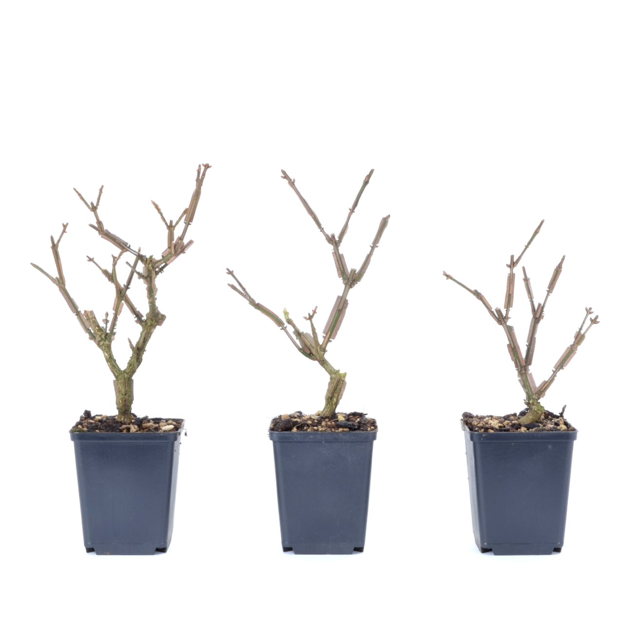 Euonymus alatus