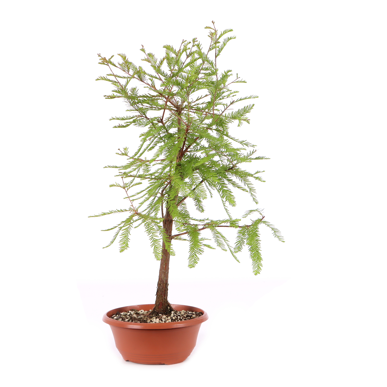Taxodium distichum