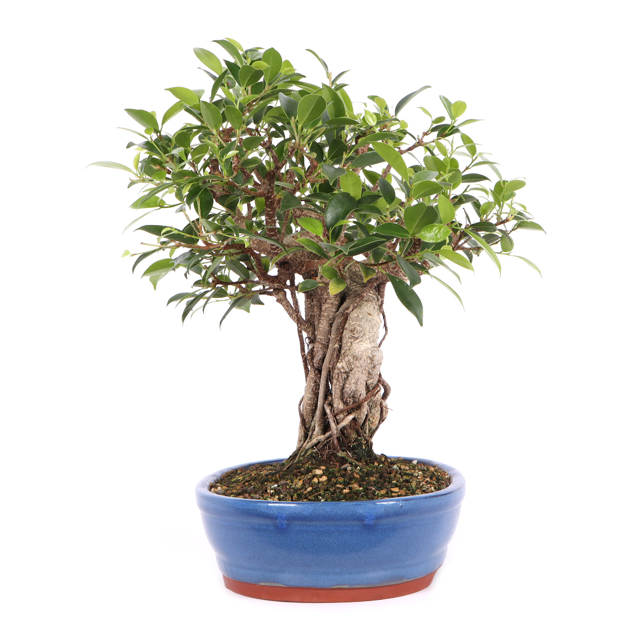 Seitenansicht rechts