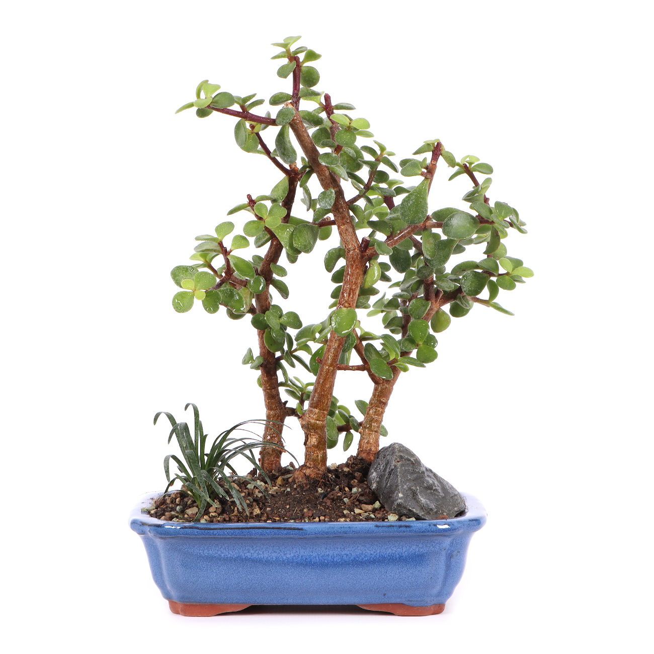 Portulacaria afra