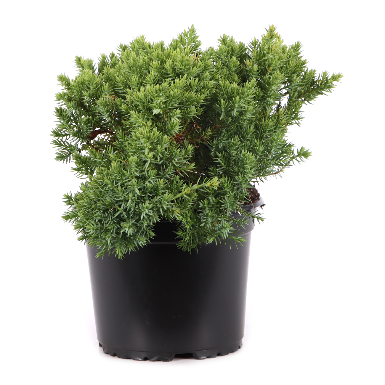 Juniperus procumbens 'Nana'