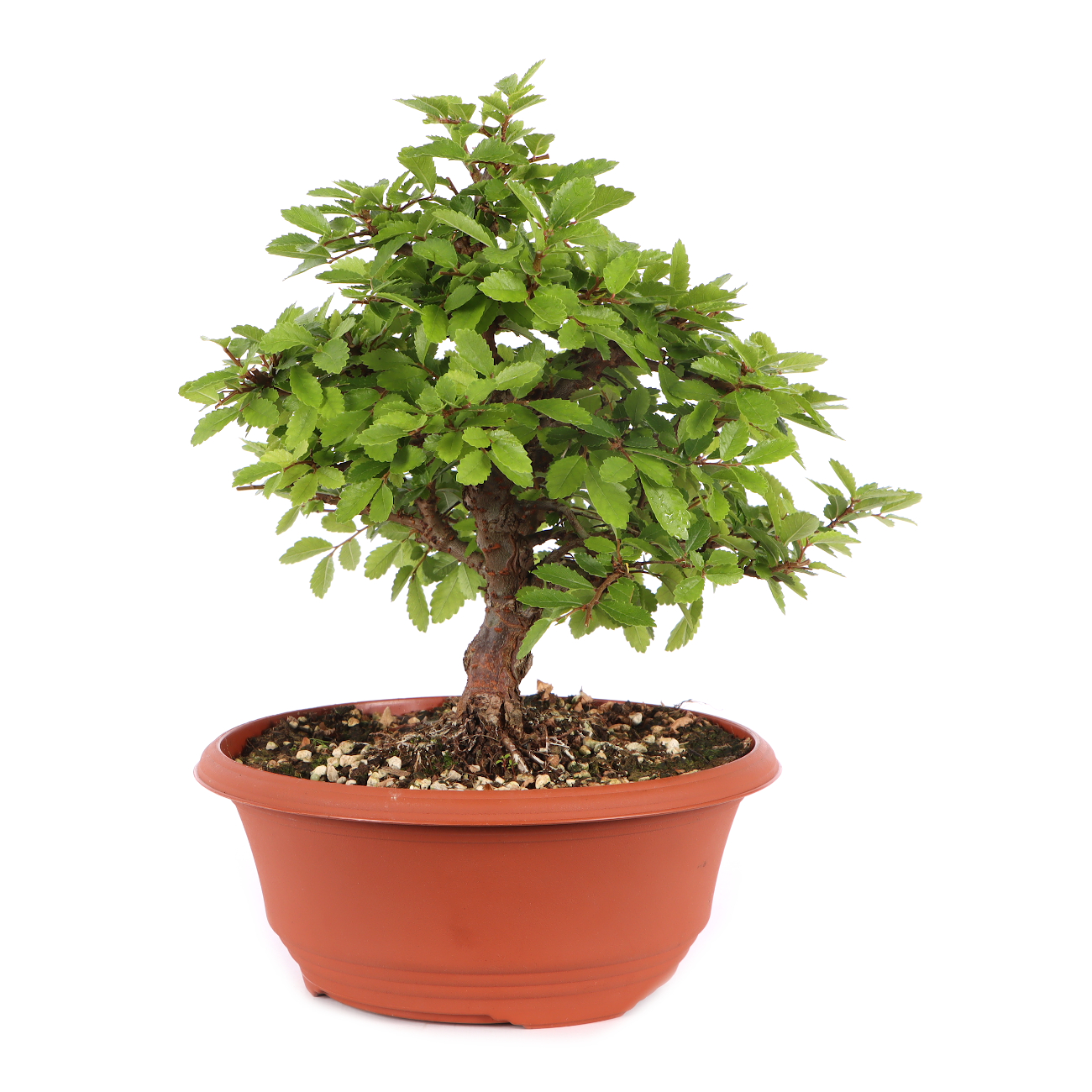Ulmus japonica
