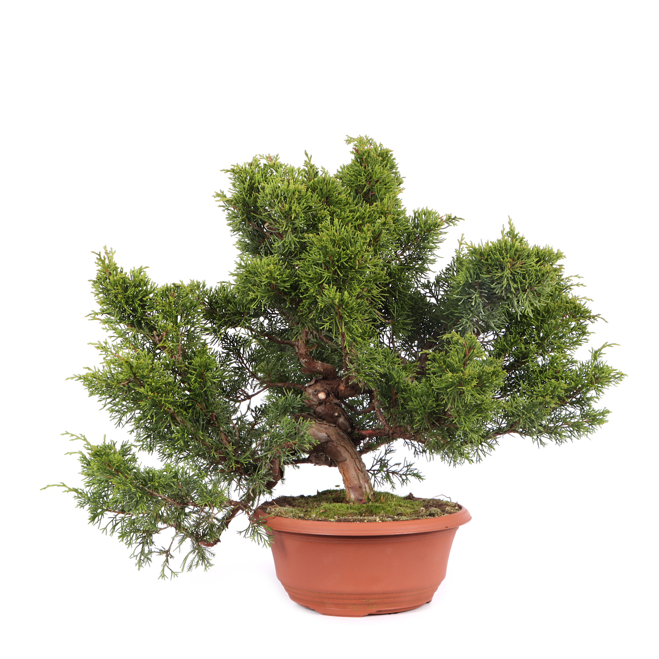 Juniperus chinensis 'Itoigawa'