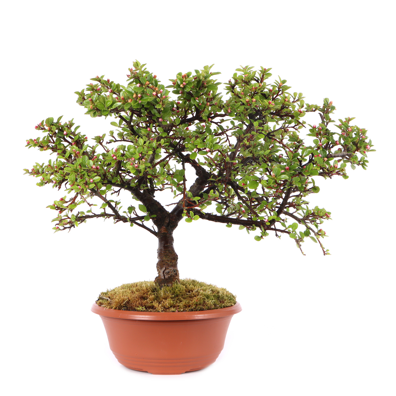 Cotoneaster praecox