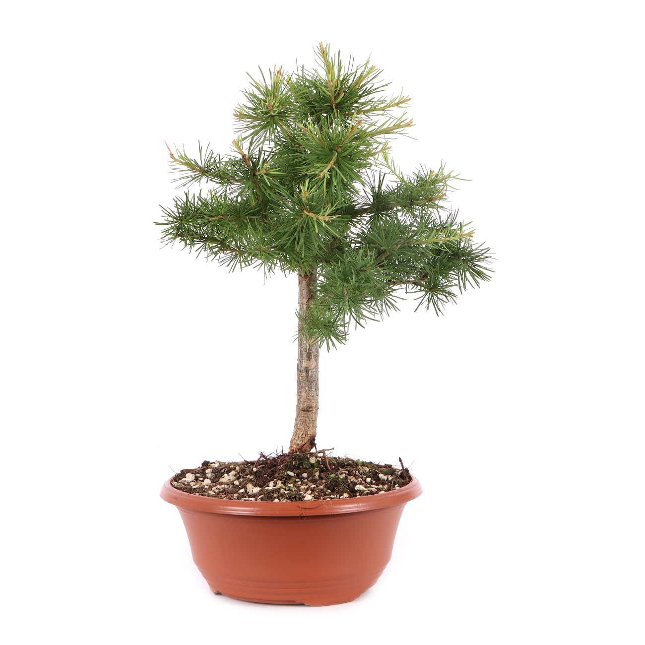 Larix decidua