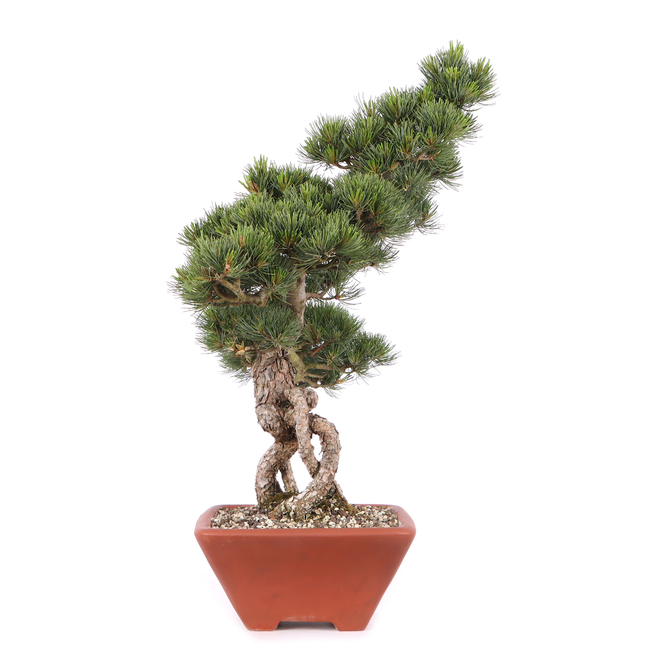 Pinus parviflora 'Glauca'