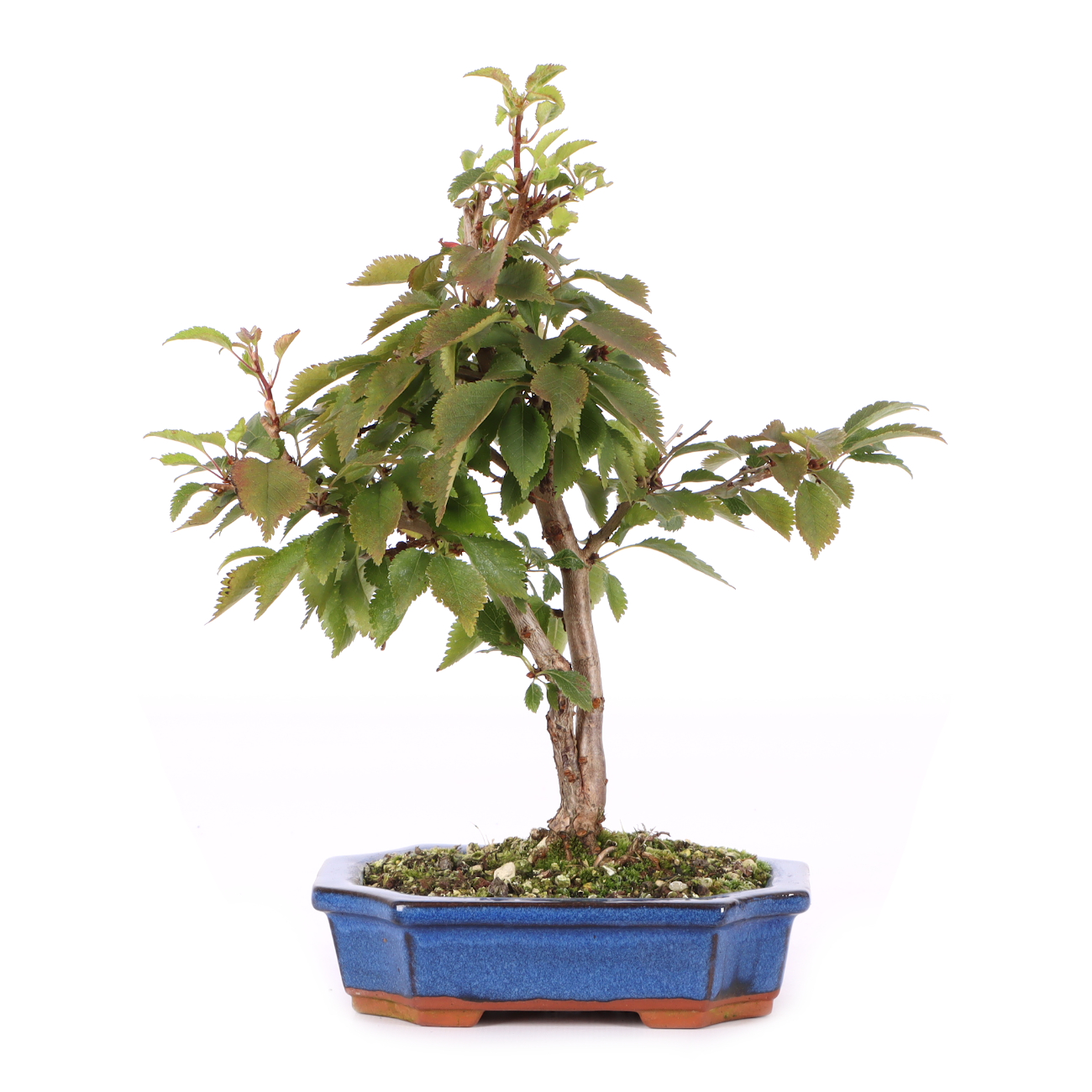 Prunus incisa 'Kojou-no-mai'