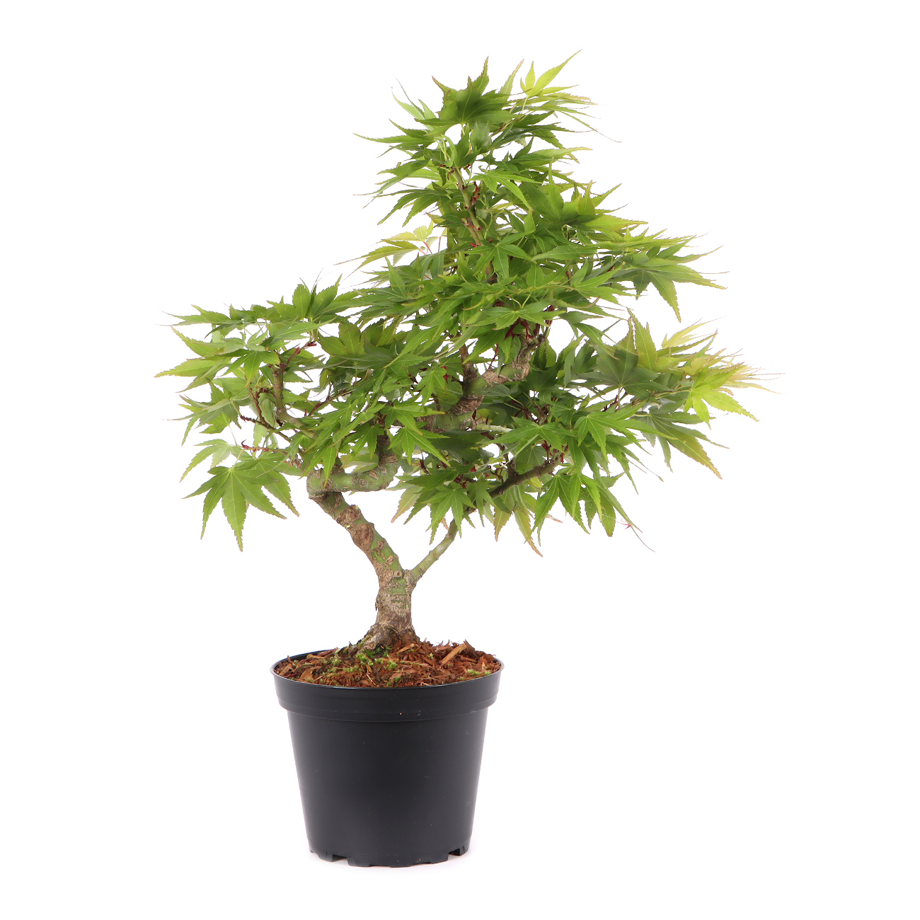 Acer palmatum 'Mikawa Yatsubusa'