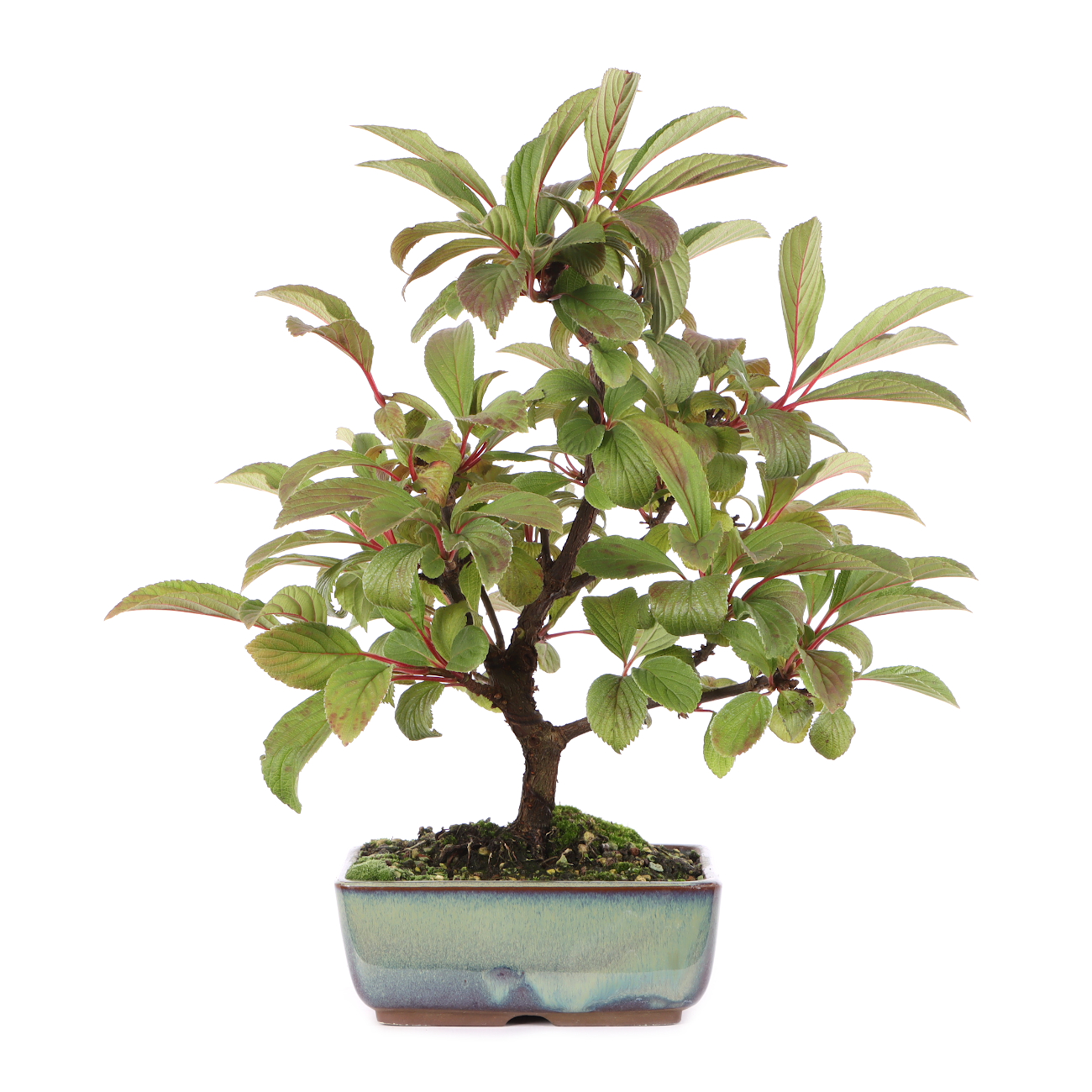 Viburnum x bodnantense 'Dawn'