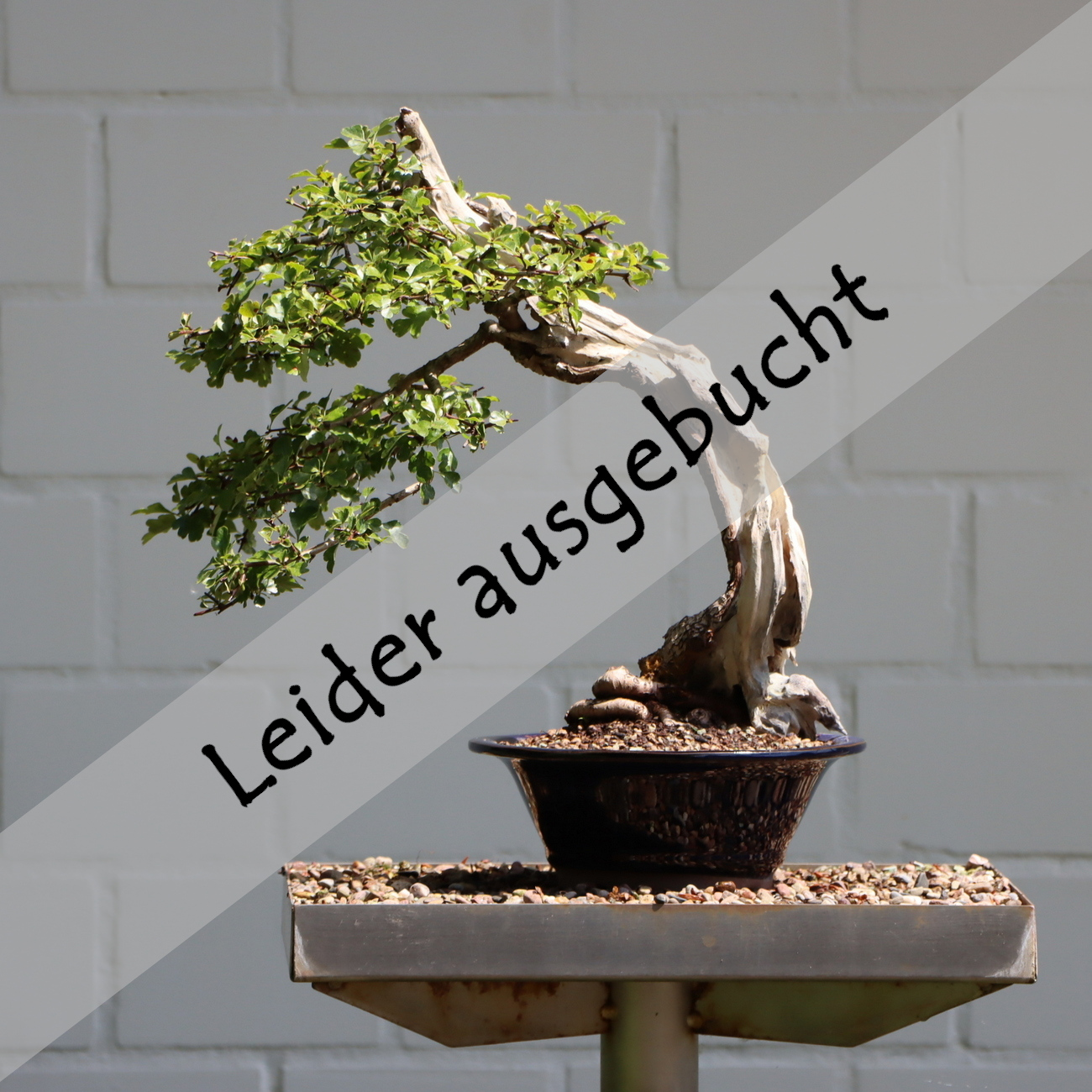 Tanuki-Art by Mulyadi am 15.03.2026