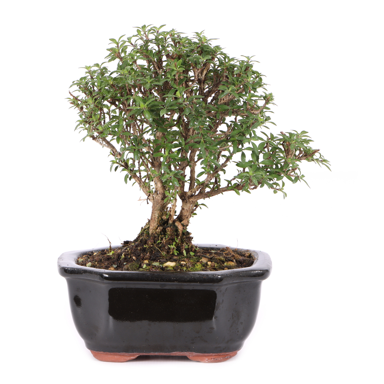 Serissa foetida 'Micro'