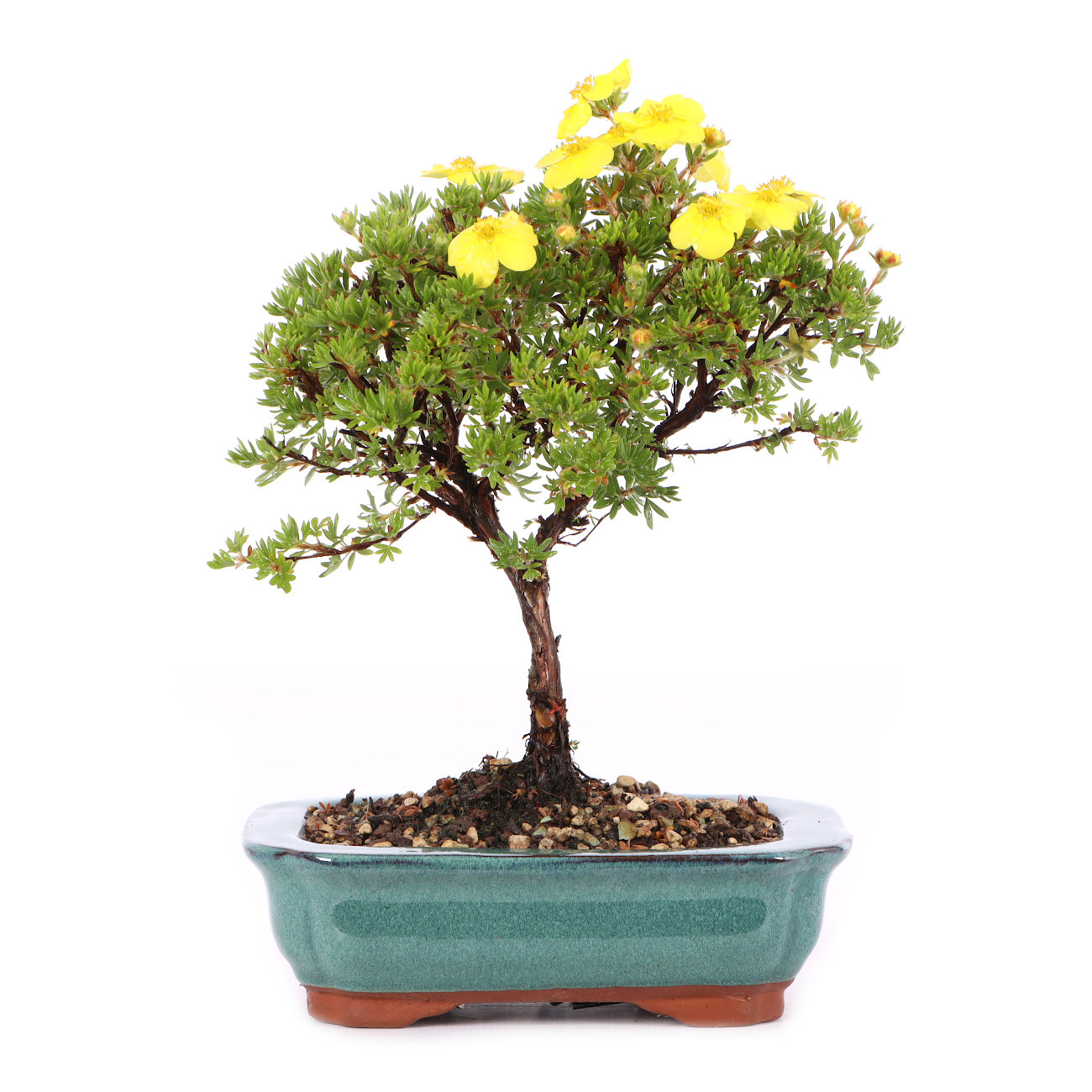 Potentilla fruticosa 'Kobold'