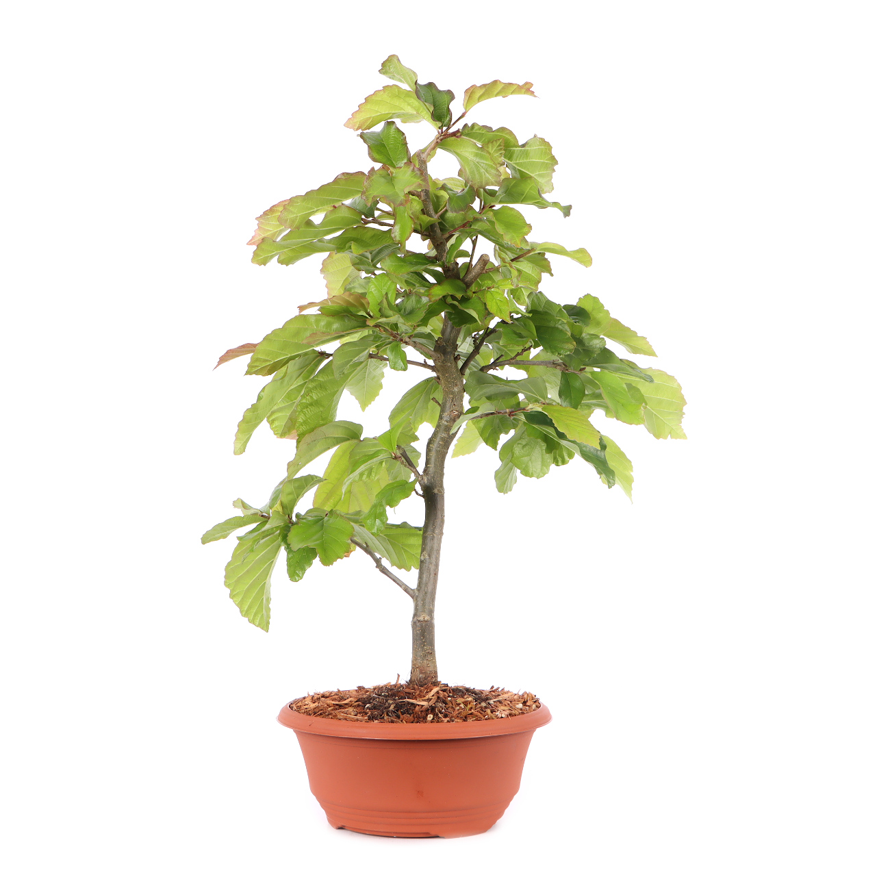Parrotia persica 'Bella'
