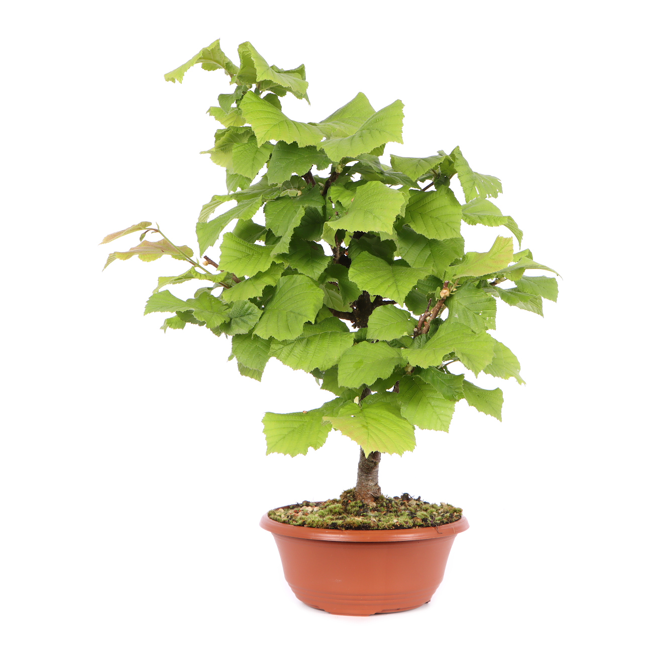 Seitenansicht rechts