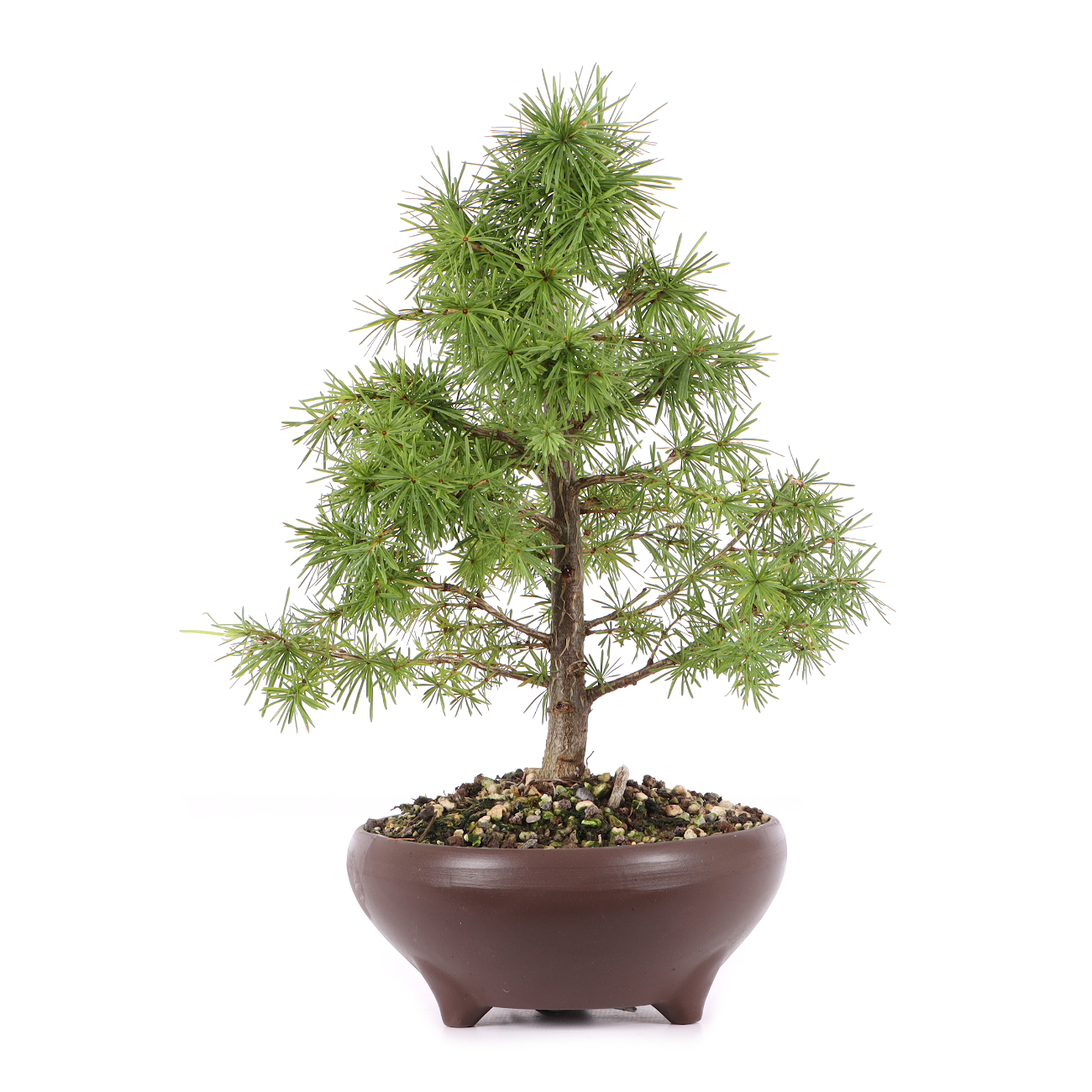 Larix decidua