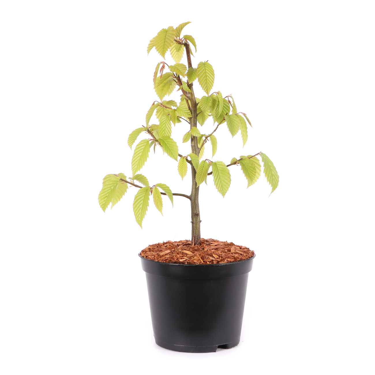 Carpinus betulus